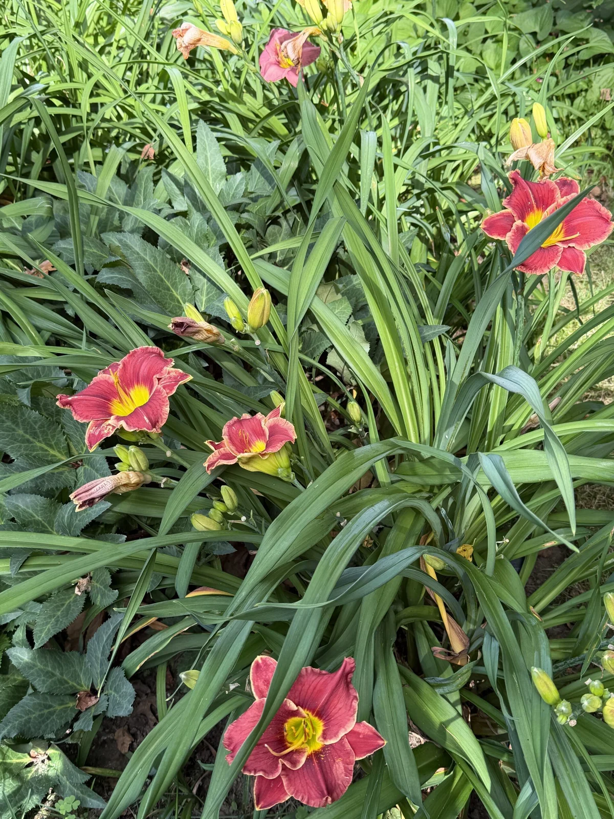 Red daylilies blooming in a lush summer garden bed