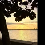 Golden sunset over water with tree silhouettes framing the Miami horizon