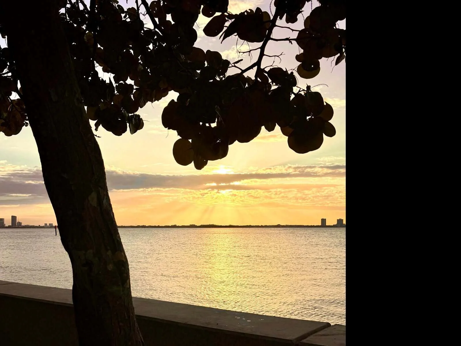 Golden sunset over water with tree silhouettes framing the Miami horizon