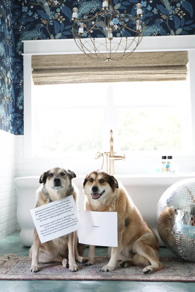 two dogs holding papers recounting a skunk spray