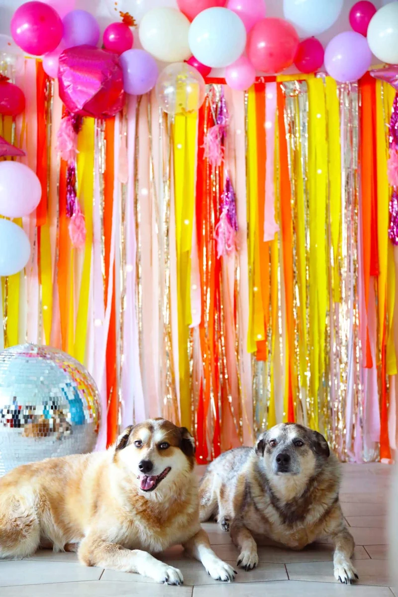 dog lying on colorful party backdrop