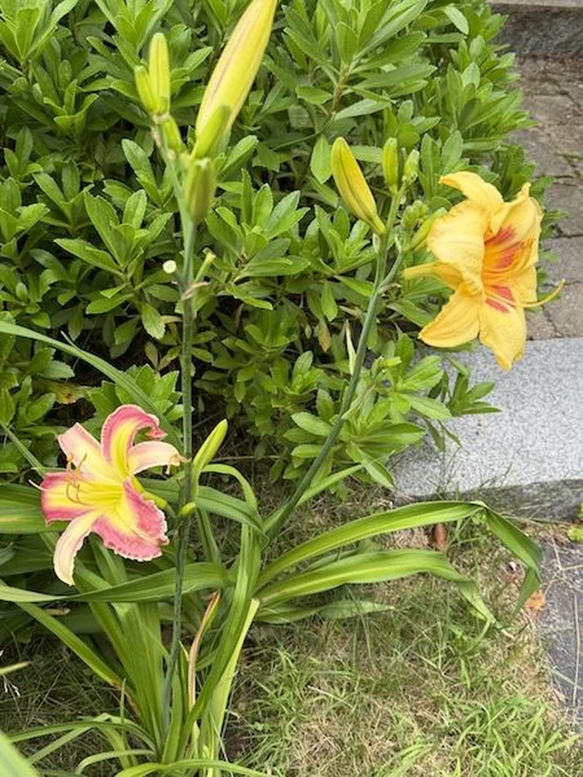 Striped daylily blooms in close-up, garden texture and color