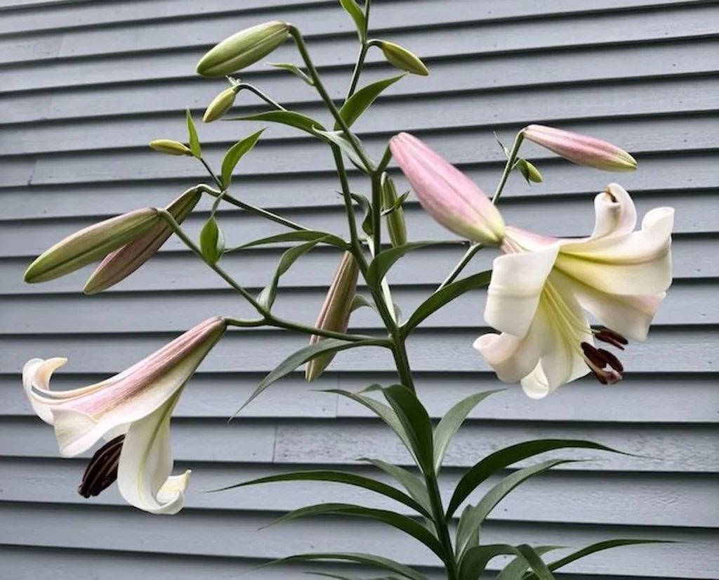 Apologies, the blog automation ate my post — a July update