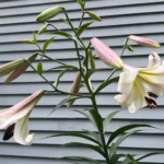 White and pink oriental lily flowers in full bloom