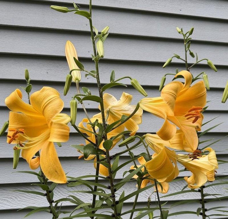 Golden oriental lilies with ruffled petals in a garden