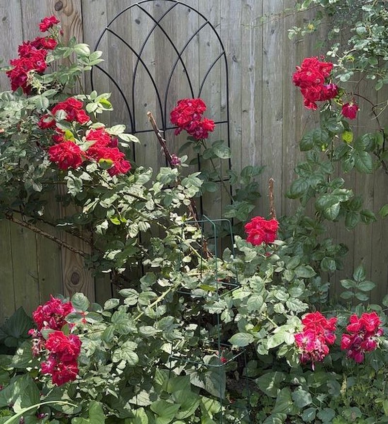 Red garden roses in bloom on a sunny day