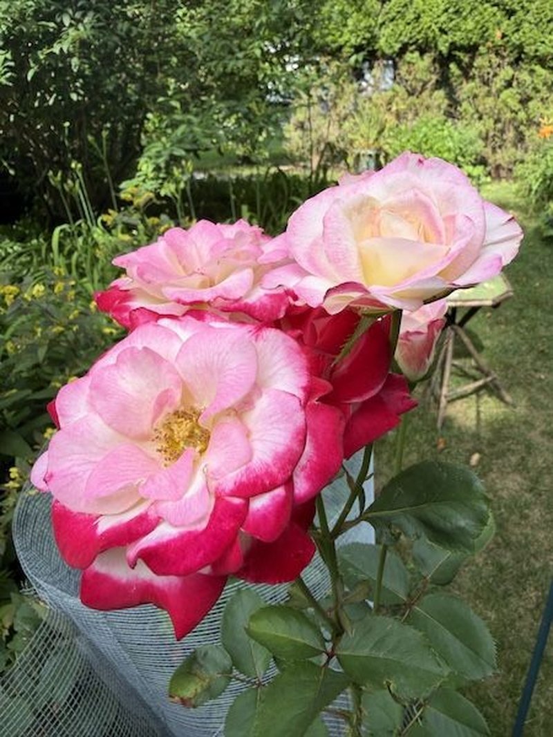 Ombre-petaled roses with layered pink and cream tones