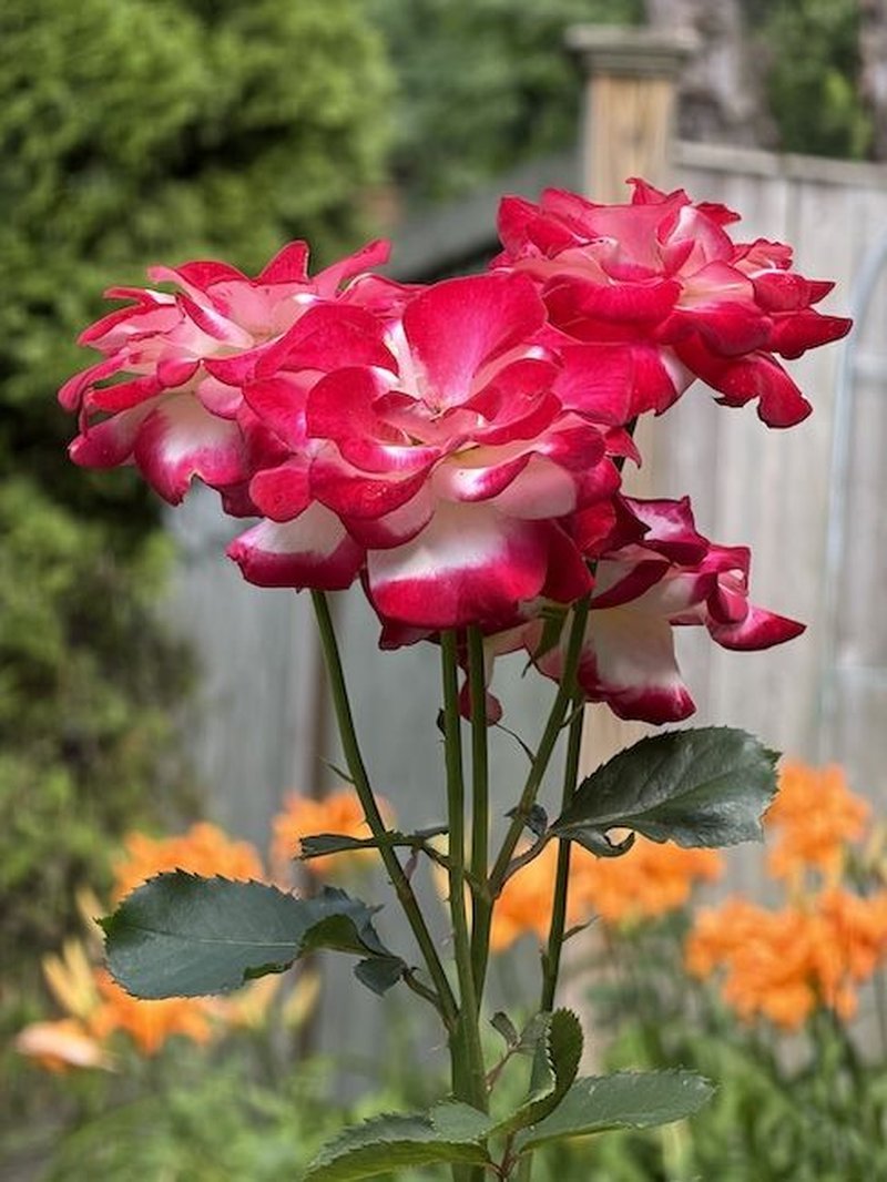 Red and white roses growing beside white lilies