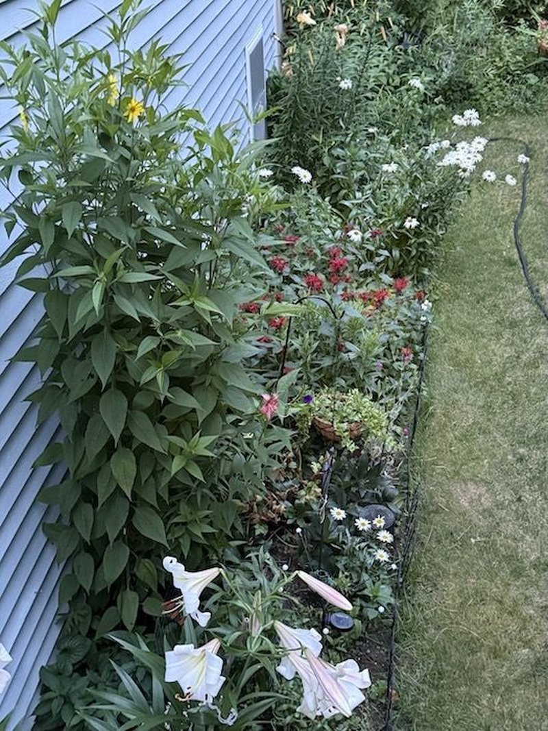 Backyard garden beds in bright summer afternoon sunlight