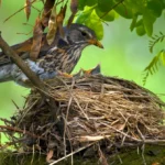 A bird perched on a nest surrounded by green leaves
