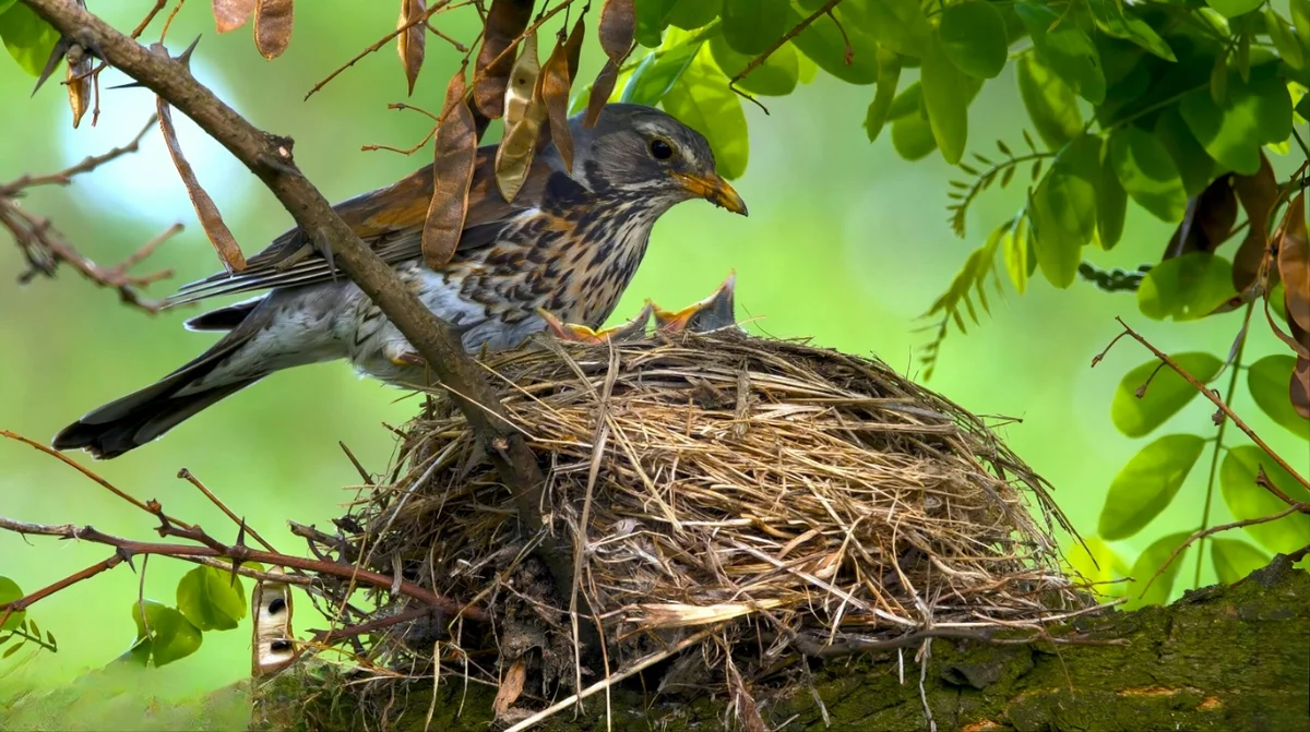 A bird perched on a nest surrounded by green leaves