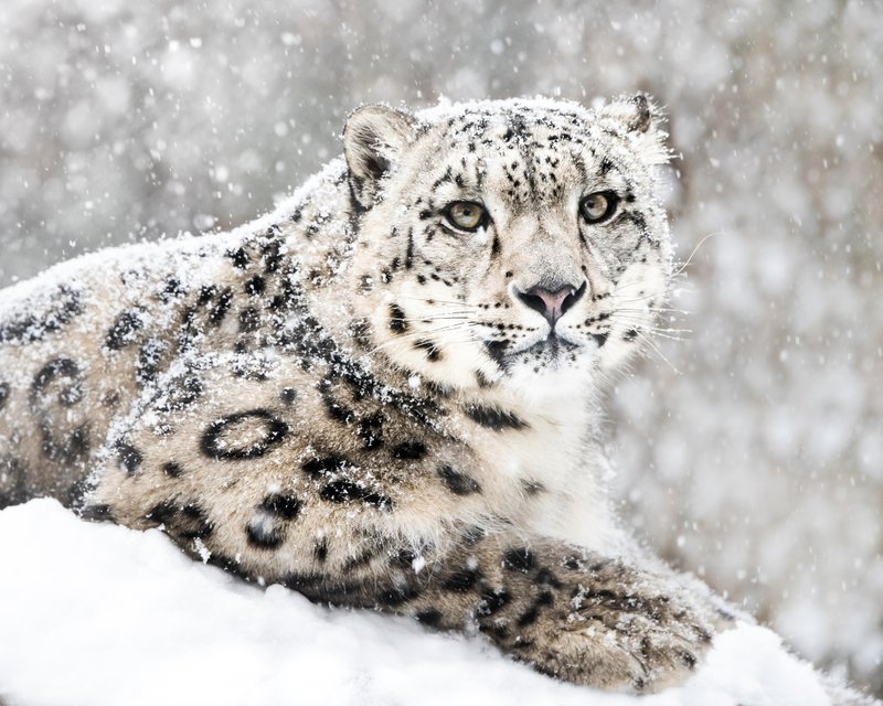 Snow leopard resting in a snowy mountain landscape